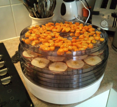 Kumquats and apples in the dehydrator